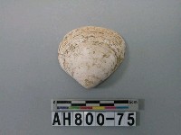 藏品(貝類)的圖片